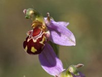 Ophrys apifera 53, Bijenorchis, Saxifraga-Hans Dekker