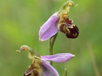 Ophrys apifera 55, Bijenorchis, Saxifraga-Hans Dekker