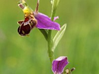 Ophrys apifera 59, Bijenorchis, Saxifraga-Hans Dekker