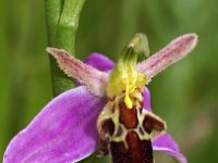 Ophrys apifera 60, Bijenorchis, Saxifraga-Hans Dekker