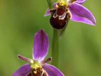 Ophrys apifera 61, Bijenorchis, Saxifraga-Hans Dekker