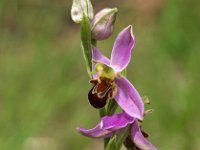 Ophrys apifera 62, Bijenorchis, Saxifraga-Hans Dekker