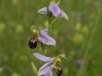 Ophrys apifera 66, Bijenorchis, Saxifraga-Willem van Kruijsbergen