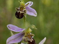 Ophrys apifera 70, Bijenorchis, Saxifraga-Willem van Kruijsbergen