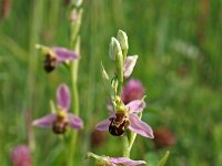 Ophrys apifera 79, Bijenorchis, Saxifraga-Hans Dekker