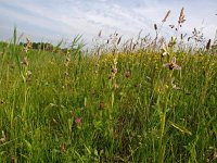 Ophrys apifera 82, Bijenorchis, Saxifraga-Hans Dekker