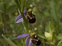 Ophrys apifera 83, Bijenorchis, Saxifraga-Willem van Kruijsbergen