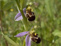 Ophrys apifera 84, Bijenorchis, Saxifraga-Willem van Kruijsbergen