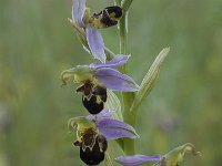 Ophrys apifera 85, Bijenorchis, Saxifraga-Willem van Kruijsbergen