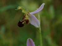 Ophrys apifera 9, Bijenorchis, Saxifraga-Willem van Kruijsbergen