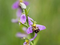 Ophrys apifera 97, Bijenorchis, Saxifraga-Bart Vastenhouw