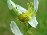 Ophrys apifera var chlorantha 111, Bijenorchis, Saxifraga-Ed Stikvoort