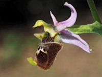 Ophrys appeninna 15, Saxifraga-Hans Dekker