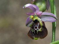 Ophrys appeninna 3, Saxifraga-Hans Dekker