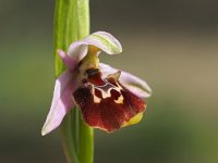 Ophrys appeninna 8, Saxifraga-Hans Dekker