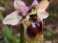 Ophrys aprilia 2, Saxifraga-Hans Dekker