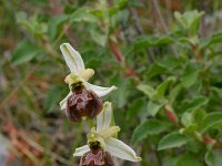 Ophrys arachnitiformis ssp archipelagi 7, Saxifraga-Rien Schot