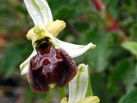 Ophrys arachnitiformis ssp archipelagi 9, Saxifraga-Rien Schot