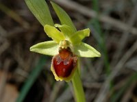 Ophrys araneola 11, Saxifraga-Marijke Verhagen