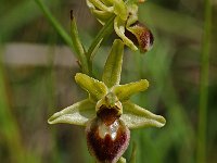 Ophrys araneola 13, Saxifraga-Willem van Kruijsbergen