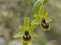 Ophrys araneola 16, Saxifraga-Willem van Kruijsbergen