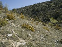 Ophrys araneola 24, habitat, Saxifraga-Willem van Kruijsbergen