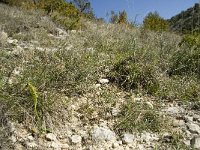 Ophrys araneola 25, habitat, Saxifraga-Willem van Kruijsbergen