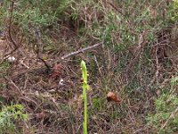 Ophrys araneola 32, Saxifraga-Hans Dekker