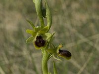 Ophrys araneola 8, Saxifraga-Willem van Kruijsbergen