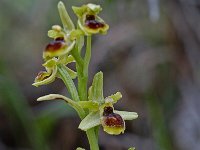 Ophrys araneola 9, Saxifraga-Willem van Kruijsbergen