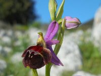 Ophrys argolica ssp biscutella 10, Saxifraga-Ed Stikvoort.tif