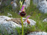 Ophrys argolica ssp biscutella 11, Saxifraga-Ed Stikvoort.tif