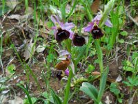 Ophrys argolica ssp biscutella 4, Saxifraga-Ed Stikvoort.tif