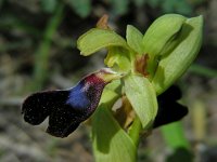 Ophrys atlantica 12, Saxifraga-Ed Stikvoort