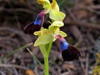 Ophrys atlantica 7, Saxifraga-Hans Dekker