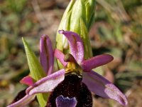 Ophrys aurelia 2, Saxifraga-Hans Dekker