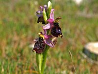 Ophrys aurelia 4, Saxifraga-Hans Dekker