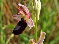 Ophrys aurelia 5, Saxifraga-Hans Dekker