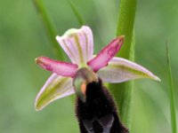 Ophrys aurelia 8, Saxifraga-Hans Dekker