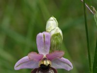 Ophrys aveyronensis 10, Saxifraga-Dirk Hilbers