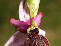 Ophrys aveyronensis 3, Saxifraga-Hans Dekker