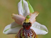 Ophrys aveyronensis 4, Saxifraga-Hans Dekker