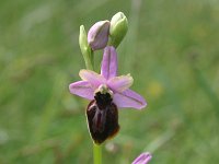 Ophrys aveyronensis 8 Saxifraga-Dirk Hilbers