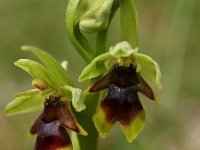 Ophrys aymoninii 10, Saxifraga-Hans Dekker