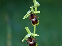 Ophrys aymoninii 12, Saxifraga-Dirk Hilbers