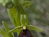 Ophrys aymoninii 34, Saxifraga-Willem van Kruijsbergen