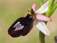 Ophrys benacensis 14, Saxifraga-Hans Dekker