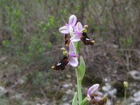 Ophrys bertolonii 10, Saxifraga-Rutger Barendse