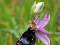 Ophrys bertolonii 31, Saxifraga-Hans Dekker