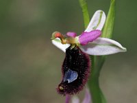 Ophrys bertolonii 32, Saxifraga-Hans Dekker